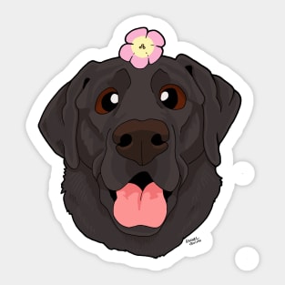 Black Labrador Retriever Sticker